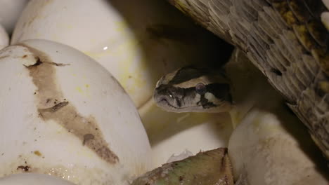 Tiny-baby-python-emerging-from-eggs-under-its-mother-on-nest