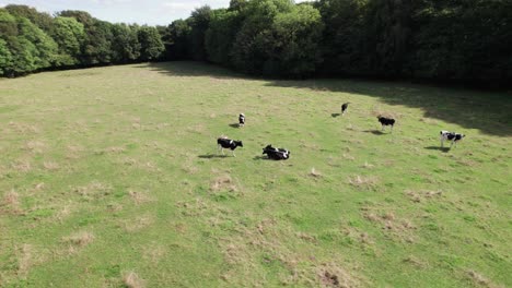 Aerial-Drone-Shot-of-Cows-Grazing-on-Pasture-in-a-Landscape-in-Denmark