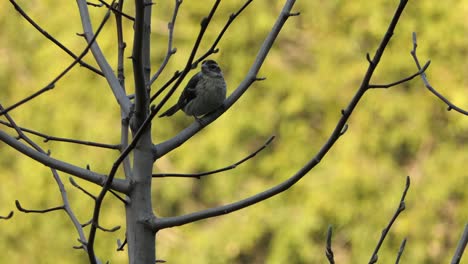 -Red-breasted-grosbeak-female-bird-sitting-on-tree-branch-overwatching-surroundings,-forestry-background