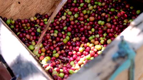 Ripe-Coffee-Cherry-Beans-Pulped-By-Water-Process-With-Wooden-Pulping-Machine-During-Coffee-Harvest-In-Timor-Leste,-South-East-Asia