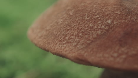 Macro-close-up-of-mushroom-hat