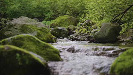 Río-De-Montaña-Verde-Cubierto-De-Musgo-En-El-Parque-Nacional-Daisen,-Tottori,-Japón