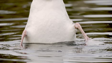 Macro-close-up-of-diving-swan-hunting-underwater---Head-underwater-legs-in-the-air