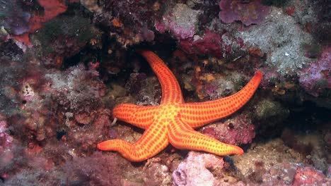 Großer-Orangefarbener-Sternfisch,-Der-Auf-Einem-Korallenriff-Im-Mittelmeer-Liegt