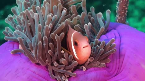 Pink-skunk-anemone-fish-close-up-in-purple-sea-anemone