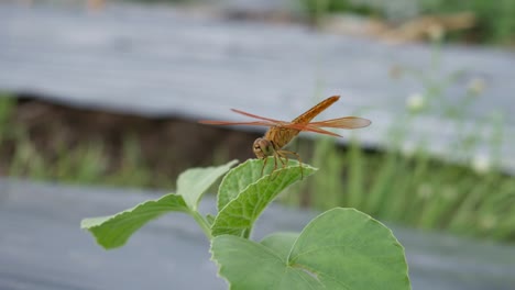 A-orange-dragonfly-perched-on-green-leaves-in-the-farm