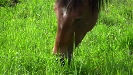 Good-pasture-contains-most-of-the-nutrition-a-horse-requires-to-be-healthy