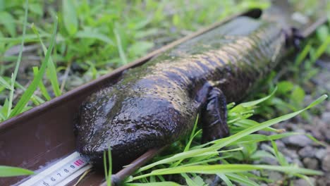 Close-up-shot-of-Giant-Japanese-Salamander,-being-studied