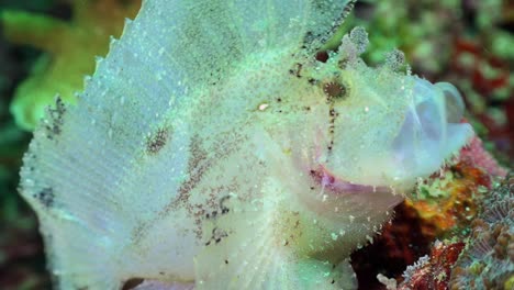 White-Leaf-Scorpionfish--stretching-mouth-close-up-shot