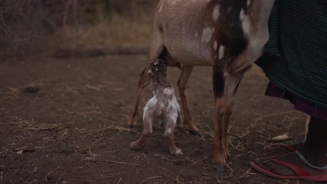 Ordeño-De-Cabra-Bebé-En-Un-Pueblo-Tradicional-Maasai-En-África