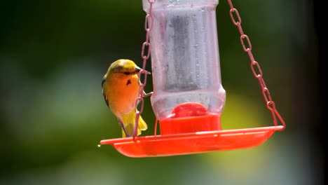 An-adult-female-Bullock's-Oriole-with-bright-colors-eats-from-a-jelly-feeder---slow-motion