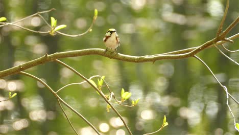 Chestnut-sided-Warbler-Eating-Insect-While-On-Branch-Of-Tree-With-Bokeh-Background