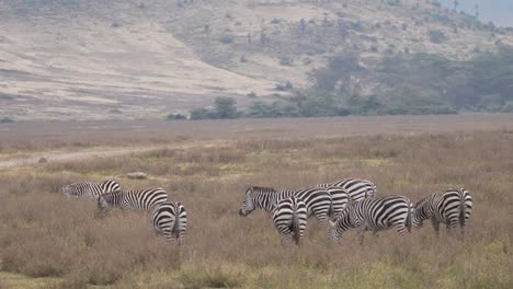 Wild-zebras-feeding