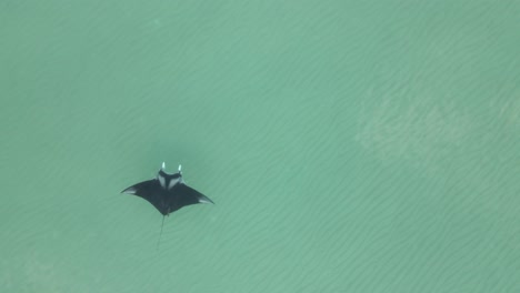 Overhead:-Manta-Ray-slowly-swims-bottom-to-top-on-left-side-of-frame