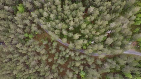Alluring-spruce-woods-with-hidden-rural-road-inside-Kinsarvik-Ullensvang-Western-Norway-aerial