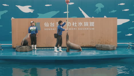 Ausgebildete-Robbe-Balanciert-Während-Eines-Auftritts-Auf-Der-Bühne-Des-Umino-Mori-Aquariums-In-Sendai,-Japan,-Einen-Ball-Auf-Einer-Stange