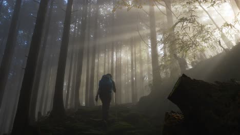 Tilt-down,-sunlight-flitering-through-foggy-forest-as-hiker-walks,-Japan