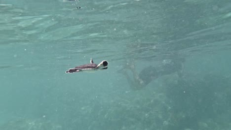Eine-Niedliche-Baby-Meeresschildkröte,-Aus-Nächster-Nähe,-Schwimmt-Neben-Einem-Taucher