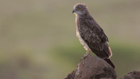 Close-Up-Of-A-Short-toed-Snake-Eagle-Perching-On-Rock