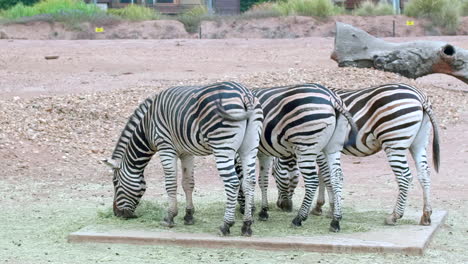 Tres-Cebras-Comiendo-Juntos-Animales-Del-Zoológico-Australiano-Detrás-De-Colas-Que-Se-Mueven