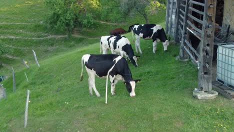 Schwarz-weiße-Kühe-Grasen-Auf-Grünem-Gras-Neben-Einem-Alten-Holzstall-Mit-Wasserreservoir-Aus-Kunststoff