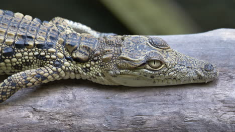 Close-up-shot-of-little-Freshwater-Crocodile-lying-and-resting-on-wooden-trunk