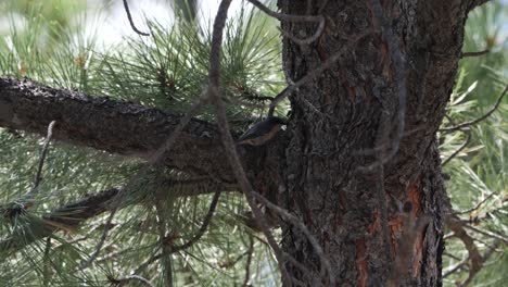 Pygmy-nuthatch-climbing-through-the-branches-of-a-ponderosa-pine-tree