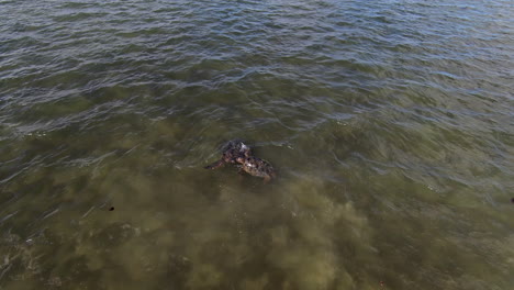 FPV-Drohne-In-Zeitlupe,-Zwei-Meeresschildkröten-Kämpfen-Mit-Ihren-Flossen-Im-Wasser-Gegeneinander