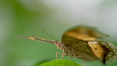 Extreme-macro-of-wild-yellow-butterfly-body-resting-on-green-leaf-in-wilderness