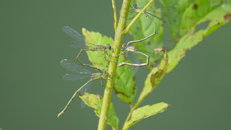 Group-of-forked-azure-damsel-resting-on-green-plant-in-wilderness,close-up