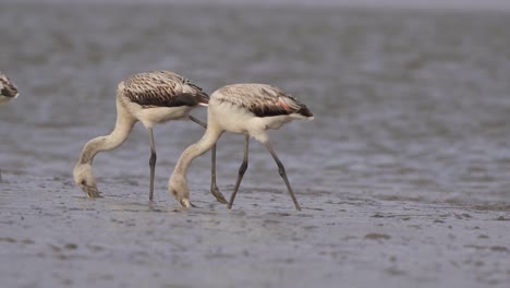 3-Junge-Chilenische-Flamingos-Waten-Nach-Plankton-Und-Fressen-In-Alkalischem,-Schlammigem-Wasser