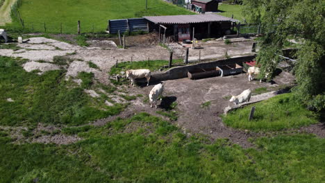 Vacas-En-El-Campo-De-La-Granja-En-Un-Día-Soleado