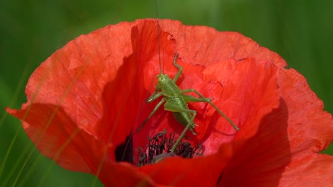 Macro-details-shot-of-green-grasshopper-taking-sunbath-in-red-tulip-flower-during-sunshine