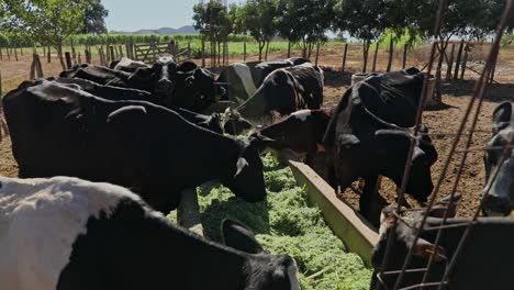 Small-herd-of-dairy-cows-feeding-on-mulch-in-a-trough-on-a-farm-in-the-hot-sun