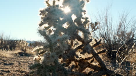 Desert-Beauty,-Panning-Upwards-on-Cholla-Cactus-against-Sunbeams-in-Joshua-Tree-California