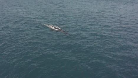 Aerial:-Adult-Humpback-whale-at-surface-reveals-baby-calf-at-her-side