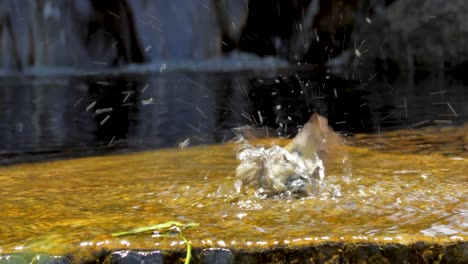 A-lesser-goldfinch-splashes-in-a-shallow-stream-and-then-flies-away