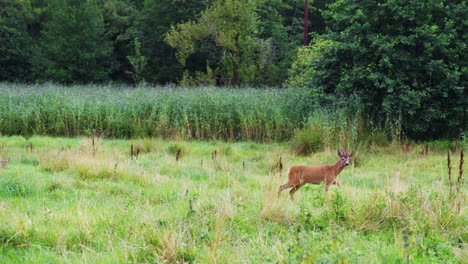Lone-Roe-Deer-Walking-On-The-Grassland