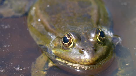 Macro-shot-of-wild-frog-resting-on-water-surface-and-enjoying-sunlight