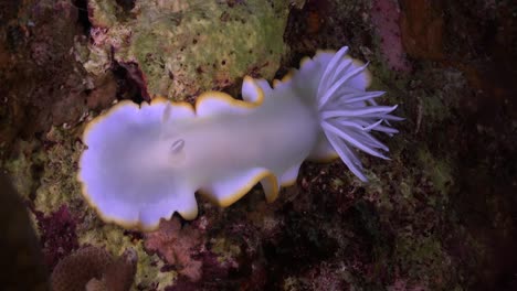 Chromodoris-Nudibranch-Moviéndose-Sobre-Arrecifes-De-Coral-En-La-Noche