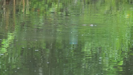 Entenschnabeltier-Schwimmt-Und-Schwimmt-Auf-Dem-Wasser-Am-Henrietta-Creek