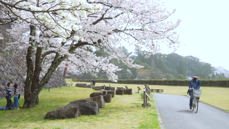 Kids-Playing-Under-A-Sakura-Tree-In-A-Beautiful-Park-In-Kanazawa-Prefecture-Japan---wide-shot