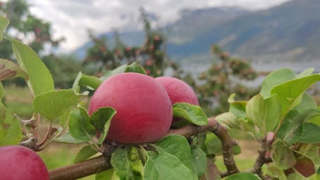 Aroma-apple-in-idyllic-hardanger---Static-handheld-closeup-with-blurred-mountain-landscape-background