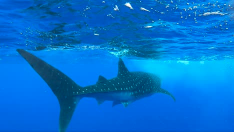 Whale-Shark-Swims-into-the-distance