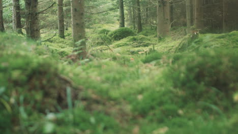 Calm-forest-bed-moss-pinewood-focus-shift