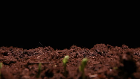 TIME-LAPSE---Peas-sprouting-in-soil,-studio,-black-background,-wide-pan-right