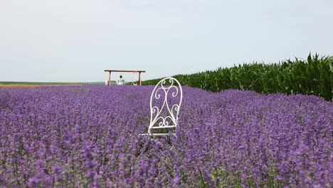 Weißer-Stuhl-Zum-Fotografieren-Inmitten-Wunderschöner-Lavendelblüten