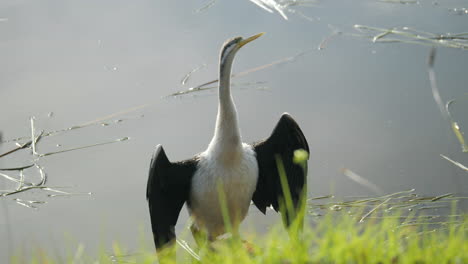 Australischer-Darter-Wasservogel-Trocknet-Seine-Flügel-An-Einem-Fluss,-Zeitlupe