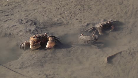 Neohelice-granulata-crabs-filter-feeding-in-intertidal-zone-of-estuary