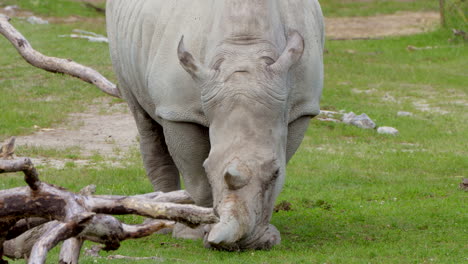 Rinoceronte-De-Labios-Cuadrados-Alimentándose-De-Hierba-Fresca-En-El-Parque-Nacional,-De-Cerca